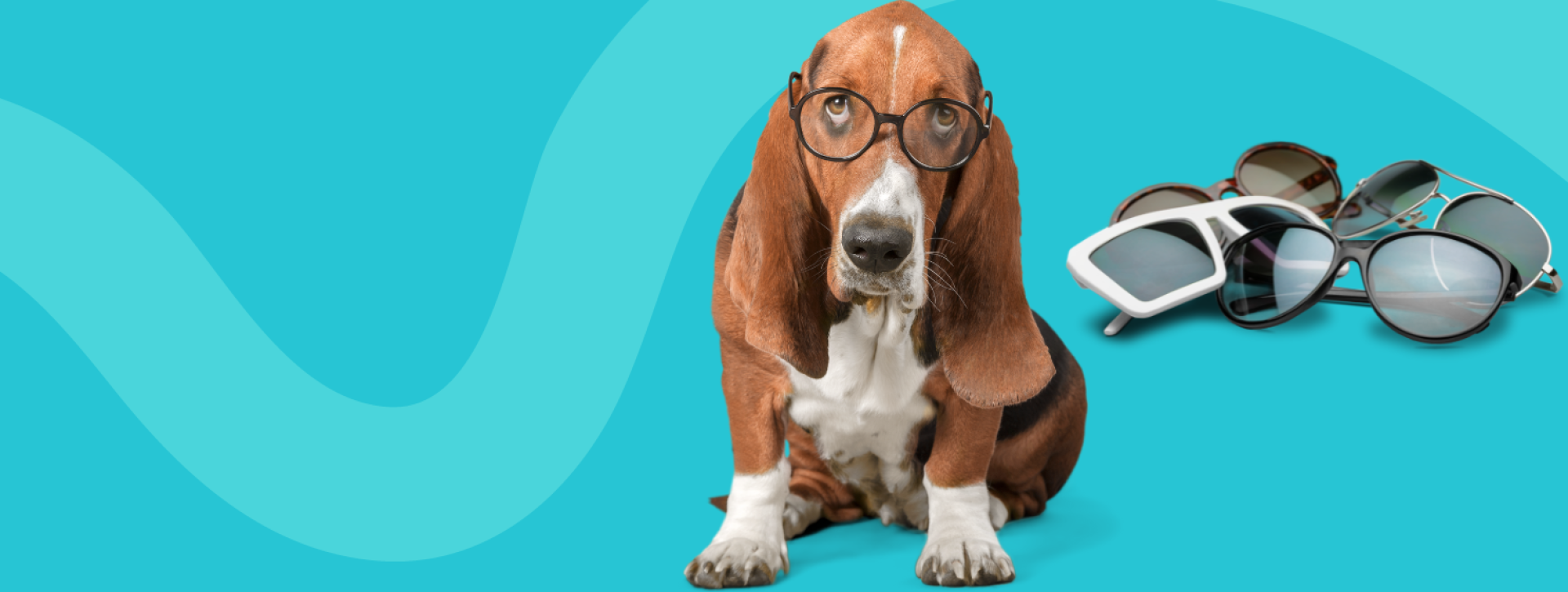 Basset hound wearing eye glasses